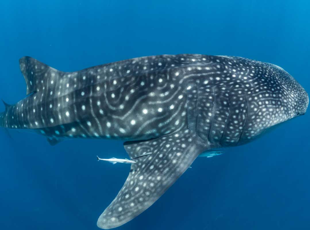whale shark | big news kerala