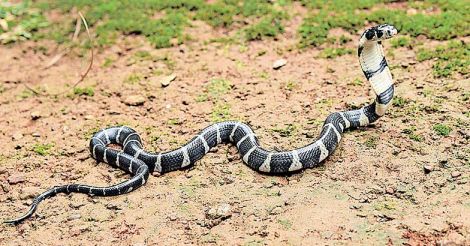 snake | bignewskerala