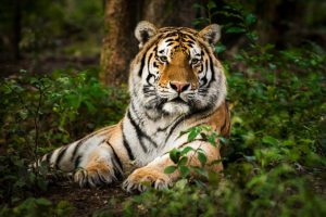 tiger | bignewskerala