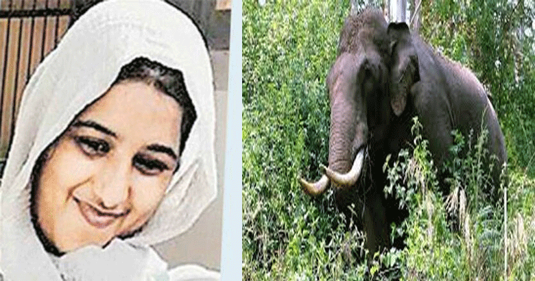 elephant attack | bignewskerala