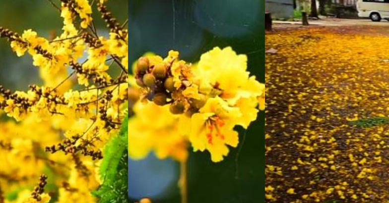 Yellow flowers | Bignewskerala
