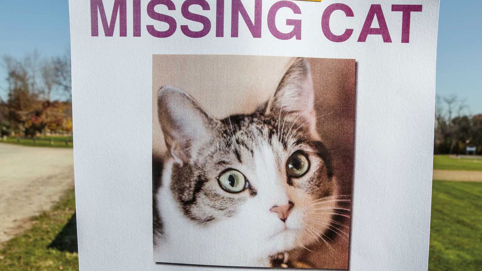 missing-cat