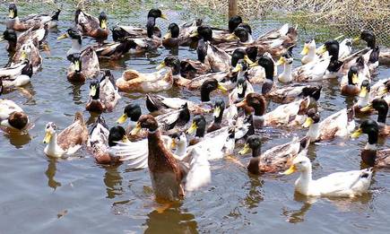 birds flu | bignewskerala