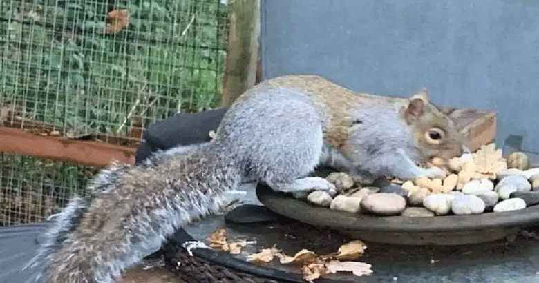 squirrel | bignewskerala