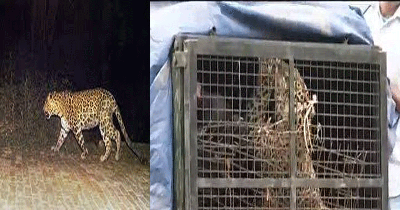 leopard | bignewskerala