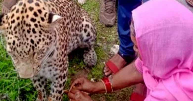 leopard| bignewskerala